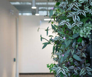 Living wall, indoor plants and flowers in an office